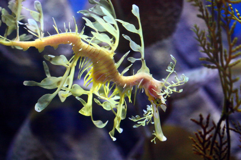 Leafy Sea Dragon (Phycodurus eques)