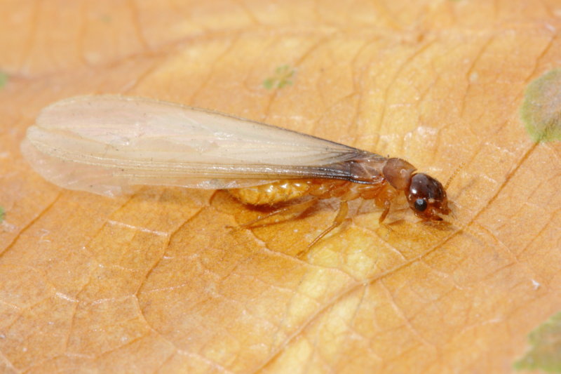 Winged Termite, Coptotermes sp. (Rhinotermitidae)