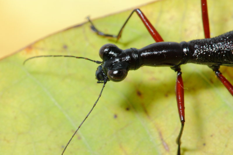 Flightless Tiger Beetle, Tricondyla pulchripes (Cicindelidae)