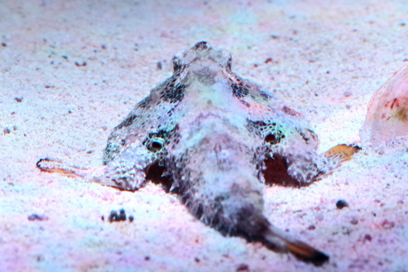 Polka-dot Batfish (Ogcocephalus radiatus)