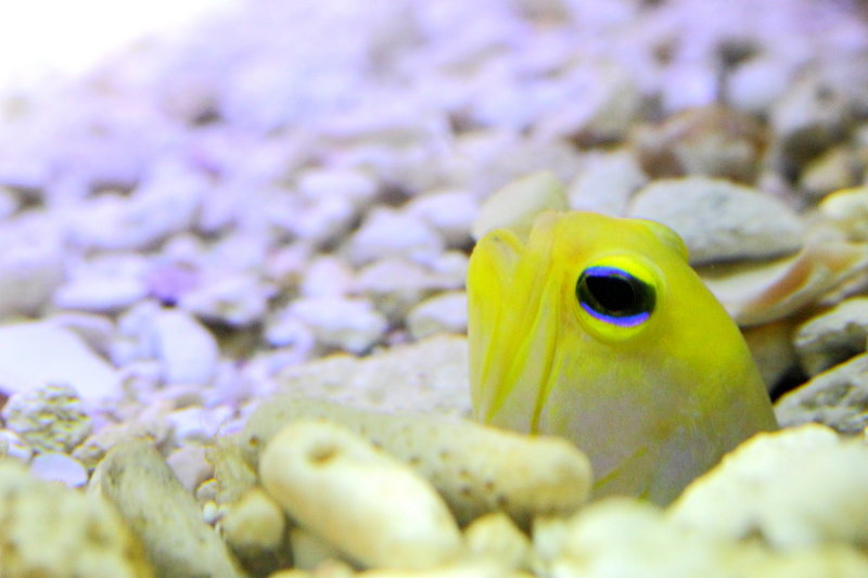 Yellowhead Jawfish (Opistognathus aurifrons)