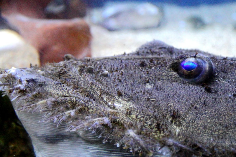 Goosefish (Lophius americanus)