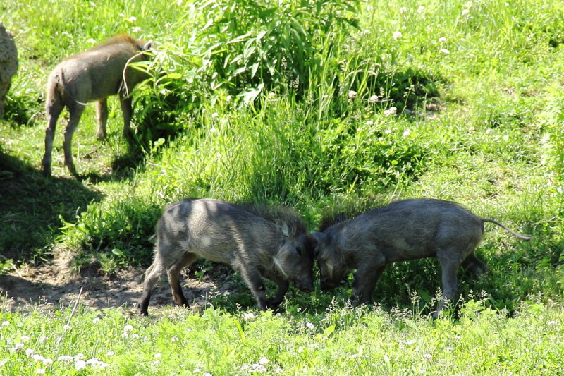 Warthogs (Phacochoerus africanus)