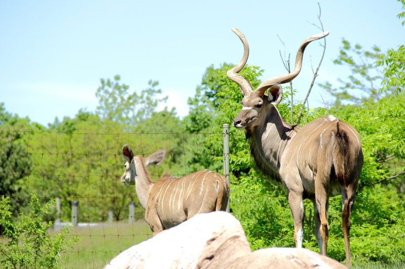 Greater Kudu (Tragelaphus strepsiceros)