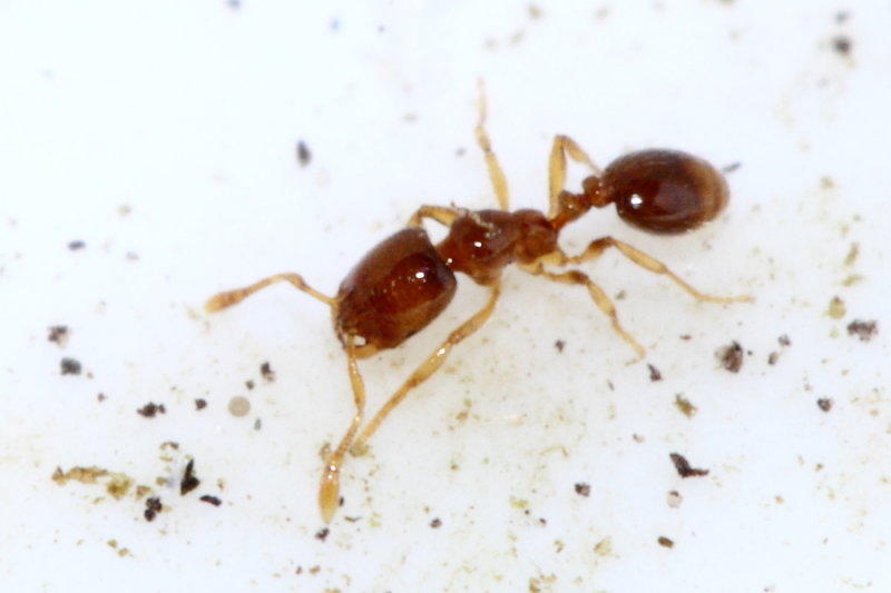 Thief Ant (Solenopsis molesta)