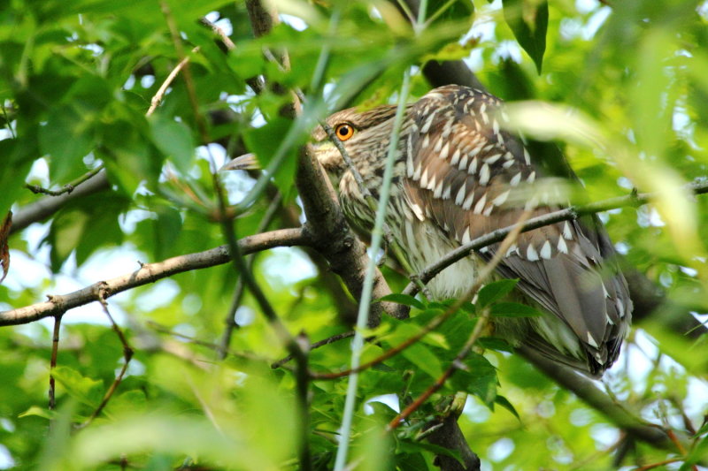 Black-crowned Night-Heron (Nycticorax nycticorax)