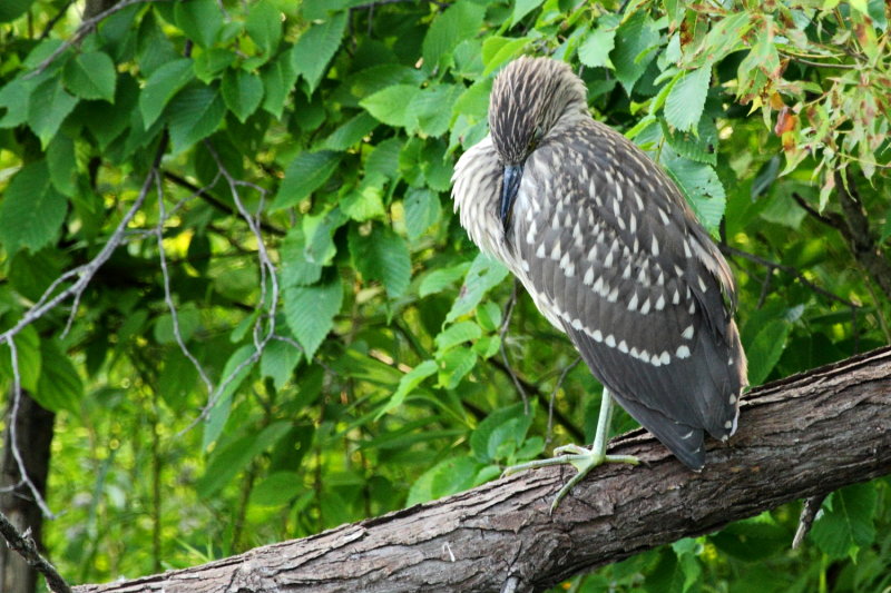 Black-crowned Night-Heron (Nycticorax nycticorax)