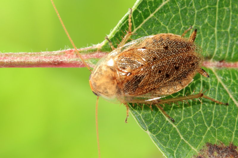 Dusky Cockroach (Ectobius lapponicus)