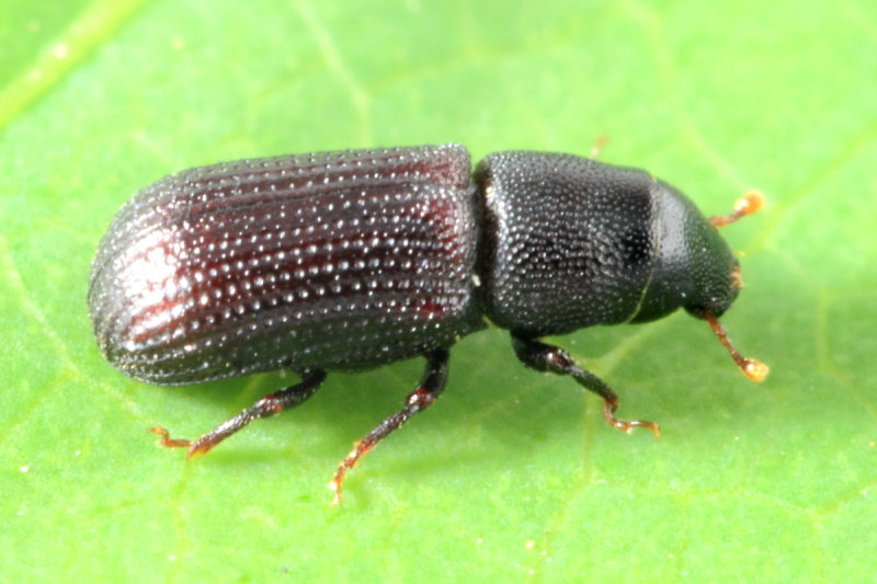 Stenoscelis brevis