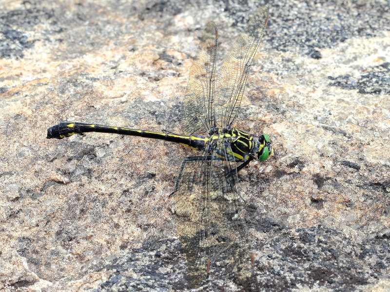 Dragonhunter (Hagenius brevistylus)