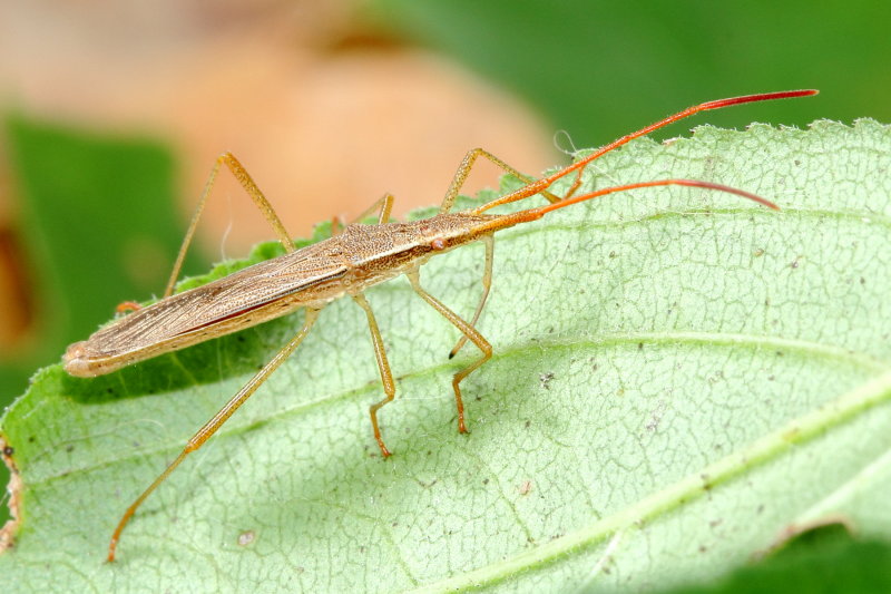 Protenor belfragei, family Alydidae