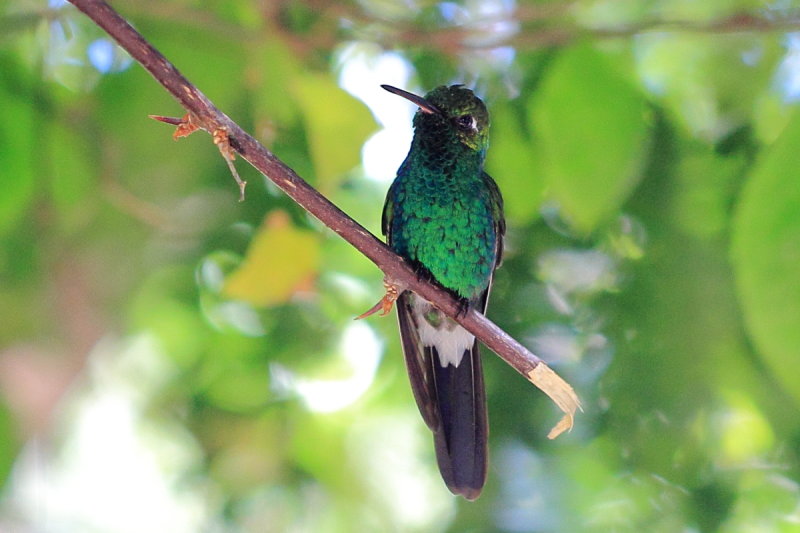 Cuban Emerald (Chlorostilbon ricordii)