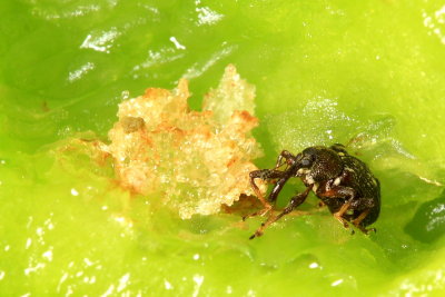 Pepper Weevil (Anthonomus eugenii)