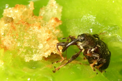 Pepper Weevil (Anthonomus eugenii)