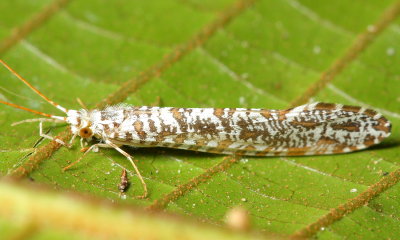 White Miller, Nectopsyche sp. (Leptoceridae)