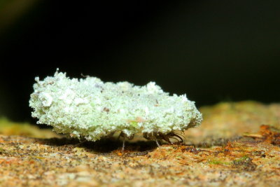 Lacewing larva (Chrysopidae)