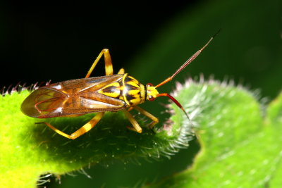 Plant Bug, Iridopeplus pellucidipennis (Miridae)