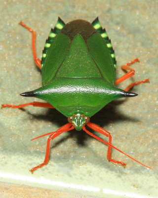 Stink Bug, Edessa dolichocera (Pentatomidae)