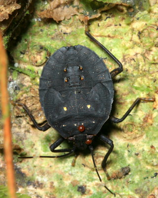 Stink Bug nymph (Pentatomidae: Discocephalinae: Ochlerini)
