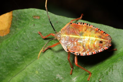Stink Bug nymph