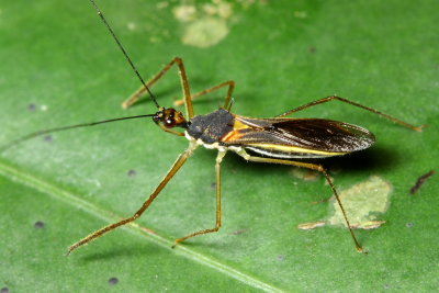 Assassin Bug, Repipta lepidula (Reduviidae: Harpactorinae)