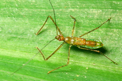 Assassin Bug nymph (Reduviidae: Harpactorinae)
