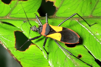 Assassin Bug, Zelurus sp. (Reduviidae: Reduviinae)