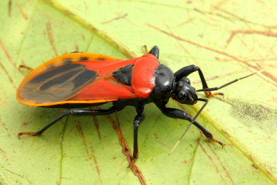 Assassin Bug, Brontostoma basalis (Reduviidae: Ectrichodiinae)