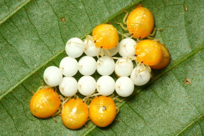 Stink Bug nymphs