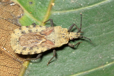 Flat Bark Bug, Hesus humeralis (Aradidae)