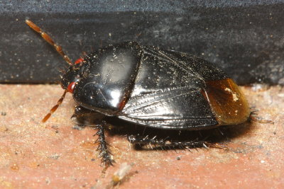 Burrowing Bug, Pangaeus sp. (Cydnidae)