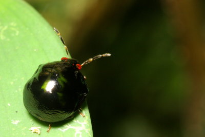Canopus sp. (Canopidae)