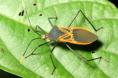 Leaf-footed Bug, Salapia cf. pallida (Coreidae)