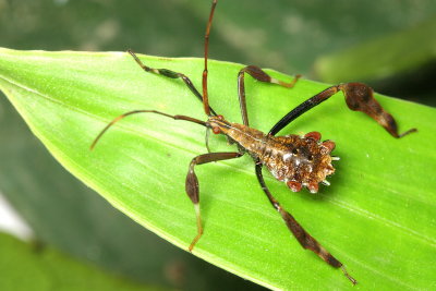 Hemiptera of Tiputini, Ecuador
