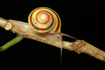 Helicina unizonata (Gastropoda: Helicinidae)