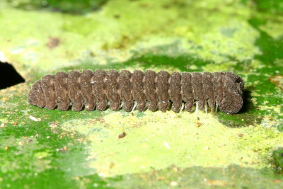 Millipede (Diplopoda: Cyrtodesmidae)