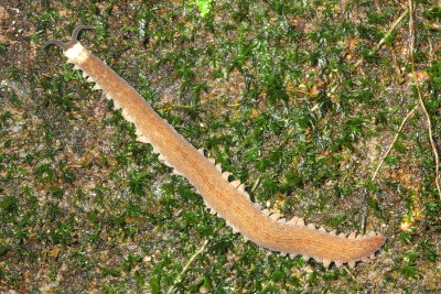 Velvet Worm, Oroperipatus sp. (Onychophora: Peripatidae)