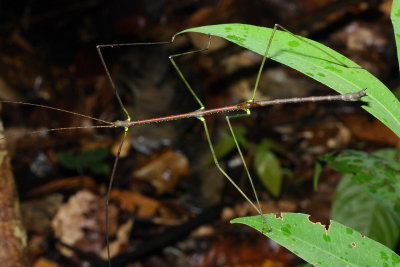 Stick Insect, Dyme sp. (Diapheromeridae)