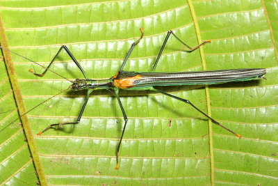 Flying Stick, Parastratocles forcipatus (Pseudophasmatidae: Stratocleinae)