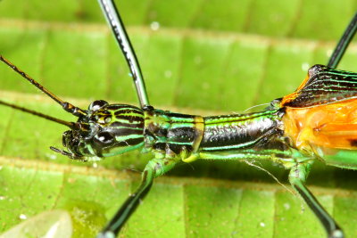 Flying Stick, Parastratocles aeruginosus (Pseudophasmatidae: Stratocleinae)
