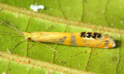 Miller, Nectopsyche sp. (Leptoceridae)