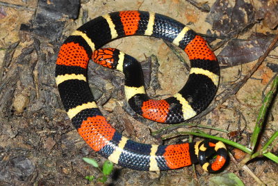 Surinam Coral Snake, Micrurus surinamensis (Elapidae)