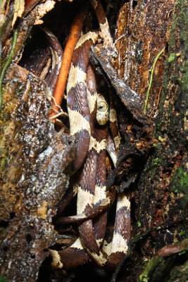 Blunthead Tree Snake, Imantodes cenchoa (Colubridae)