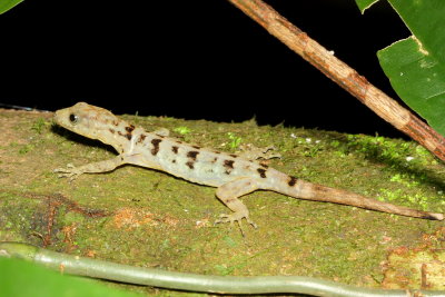 Collared Forest Gecko, Gonatodes concinnatus (Sphaerodactylidae)
