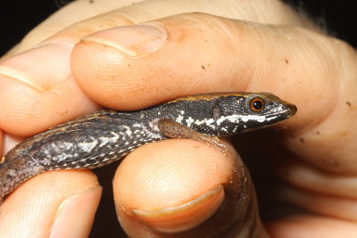 Spectacled Lizard, Alopoglossus atriventris (Gymnophthalmidae)