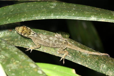 Anole, Norops ortonii (Polychrotidae)