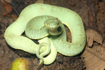 Amazonian Palm Viper, Bothriopsis bilineata (Viperidae)