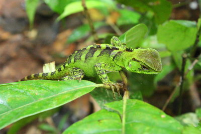 Amazon Forest Dragon, Enyalioides laticeps (Hoploceridae)