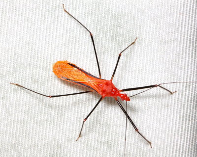 Assassin Bug, Ricolla quadrispinosa (Reduviidae: Harpactorinae)