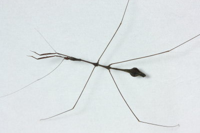Thread-legged Bug, Ghilianella cf. globulata (Reduviidae: Emesinae)